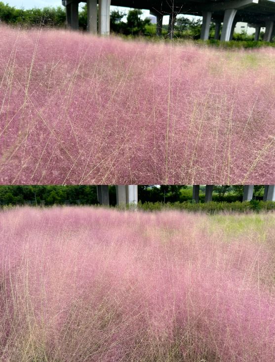 红山公园的粉红芒草地