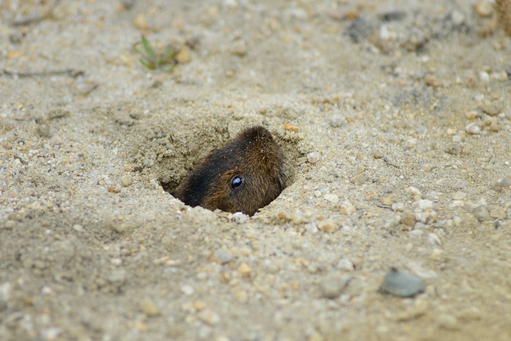 美國加州鹿鼠（California deer mouse）是最專一的動物。路透社