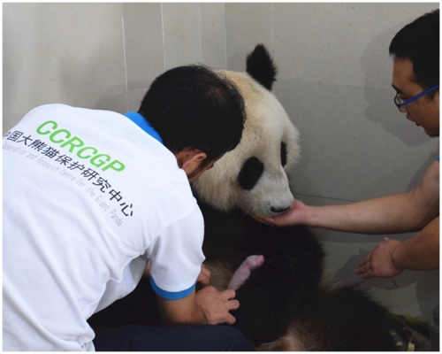 「海子」的年齡相當於人類的80歲。網上圖片