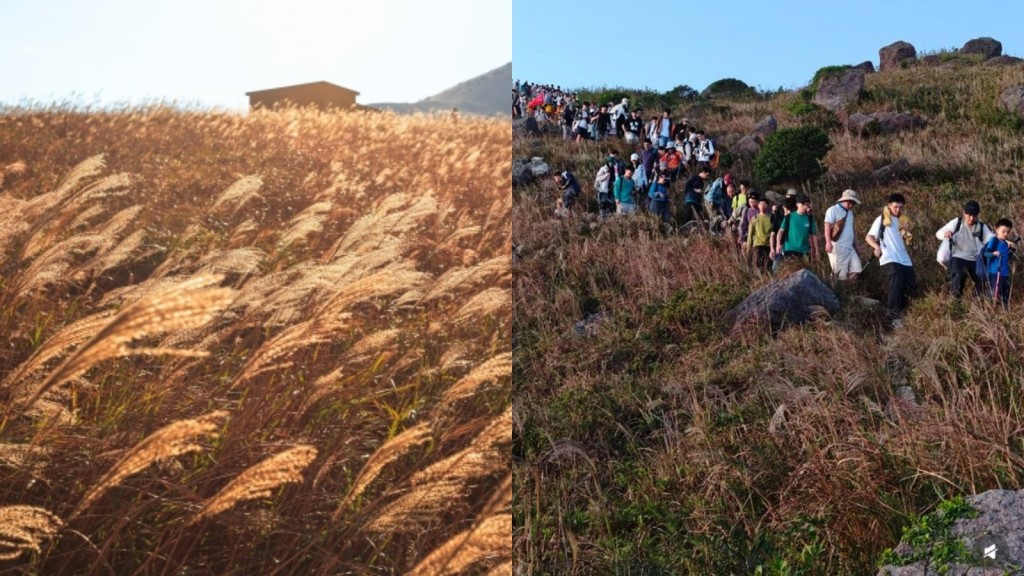 大東山逼爆｜芒草季節山上人頭湧湧 