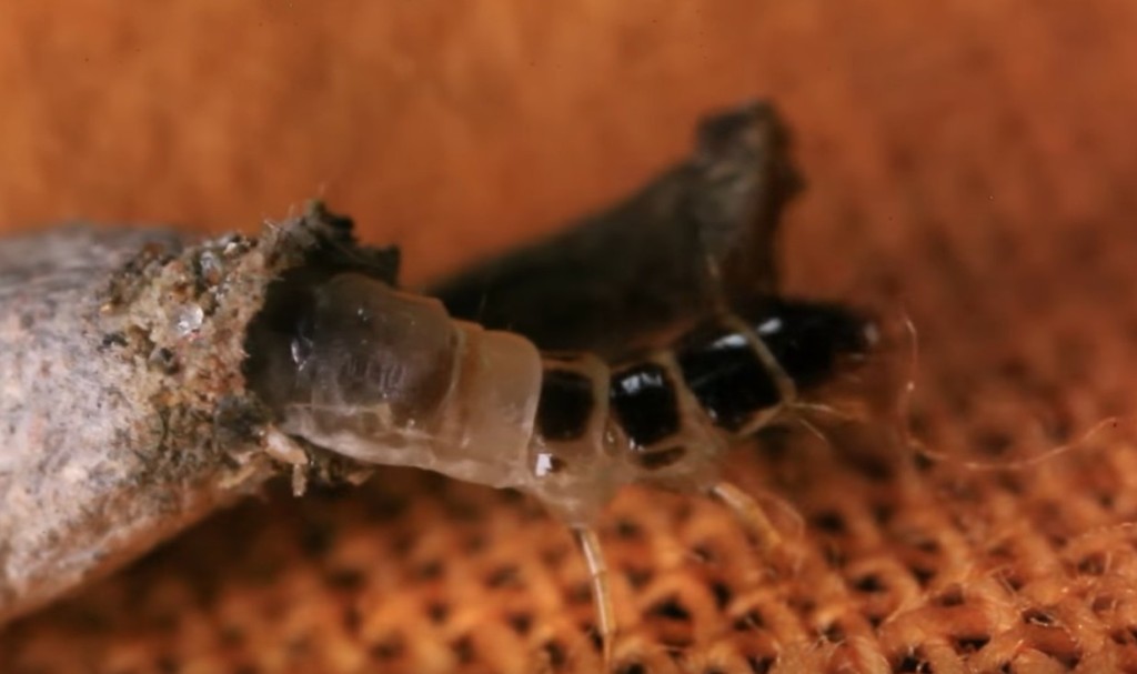 衣蛾幼虫是一个小型白色的毛虫，藏在一个丝质的袋状物或网状物（称为筒巢）内。