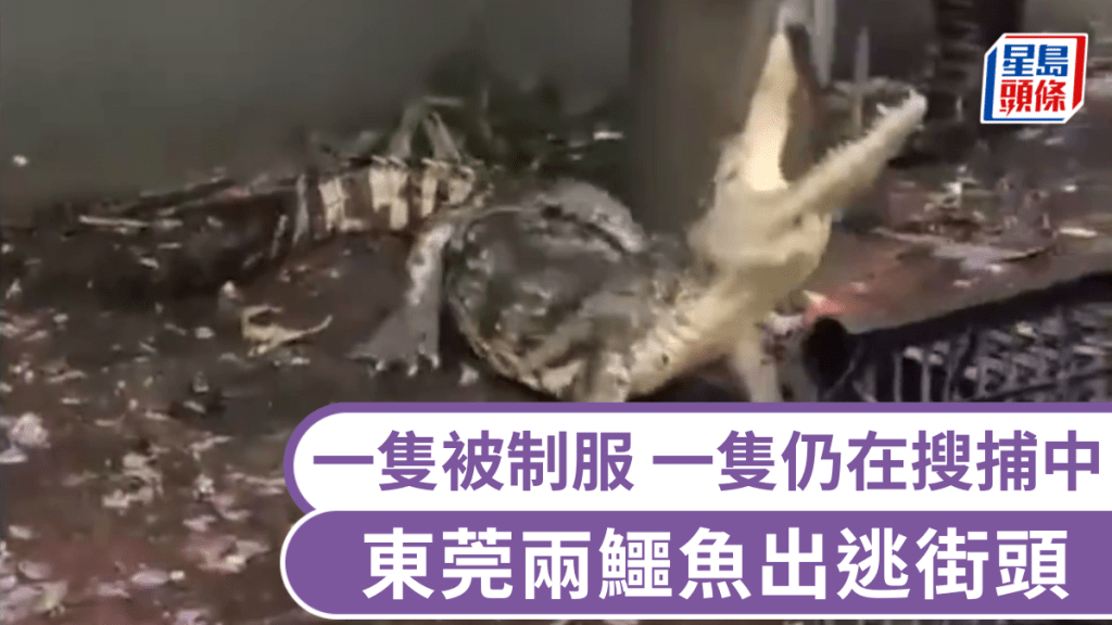 东莞暴雨过后，两鳄鱼出逃街头，一只已被居民制服，另一只仍在搜捕中。