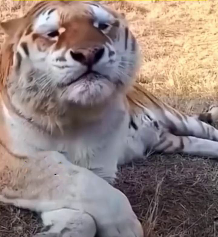 女遊客拍下動物園老虎的打噴嚏瞬間畫面。