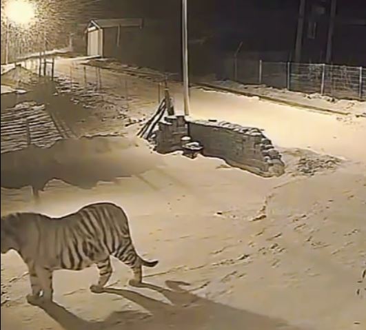 吉林有野生老虎闖入村內，叼走一隻家犬，只吃剩白骨。抖音