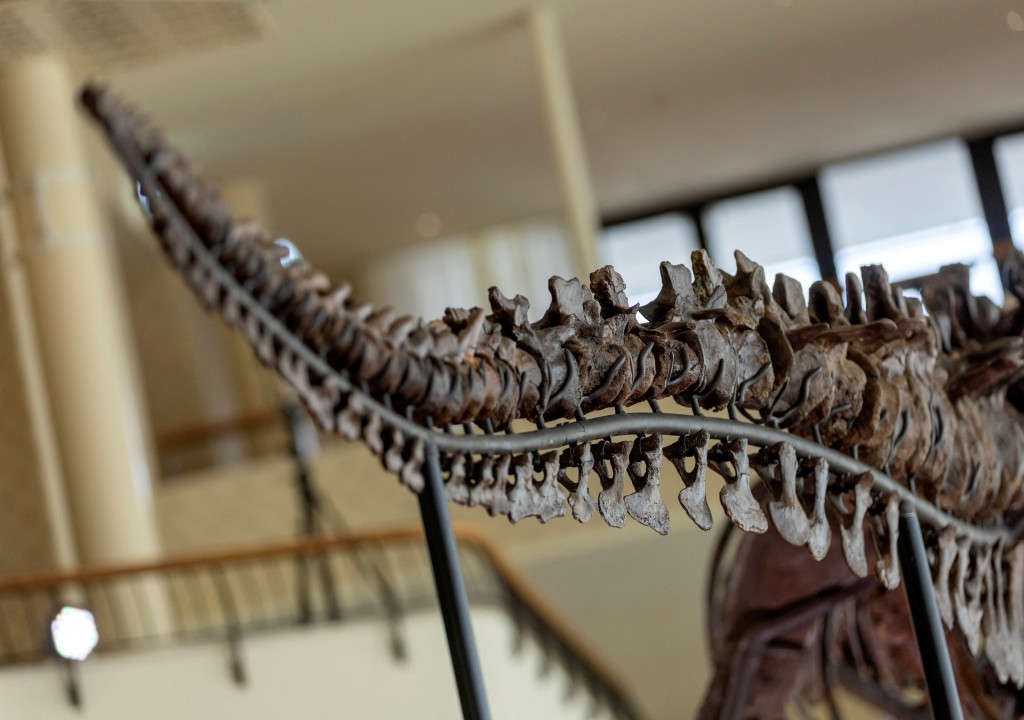 這副暴龍化石是歐洲拍賣會上首度出現完整的暴龍化石。 路透