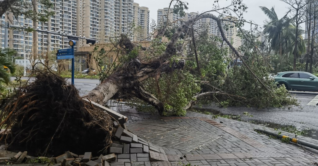 海南海口，汽車從大英山東二路一棵被台風連根拔起的大樹旁經過。 中新社