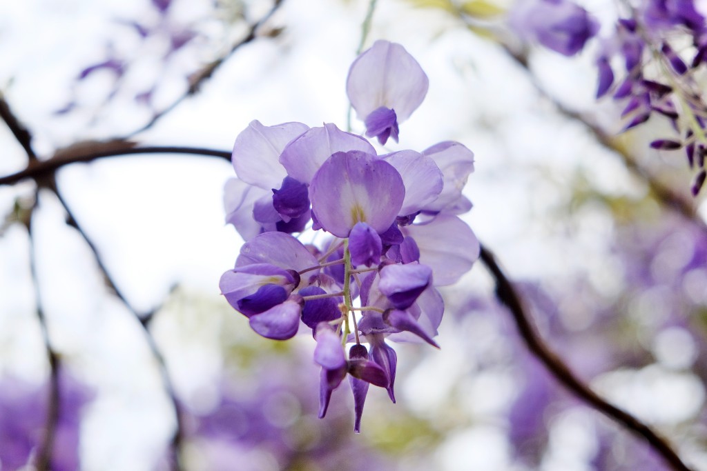 花冠成蝶形的紫藤花，十分唯美。