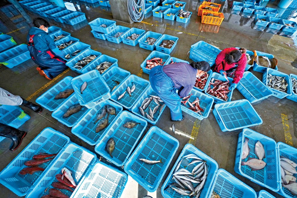 中國再度叫停進口日本水產，日本漁業界失望。