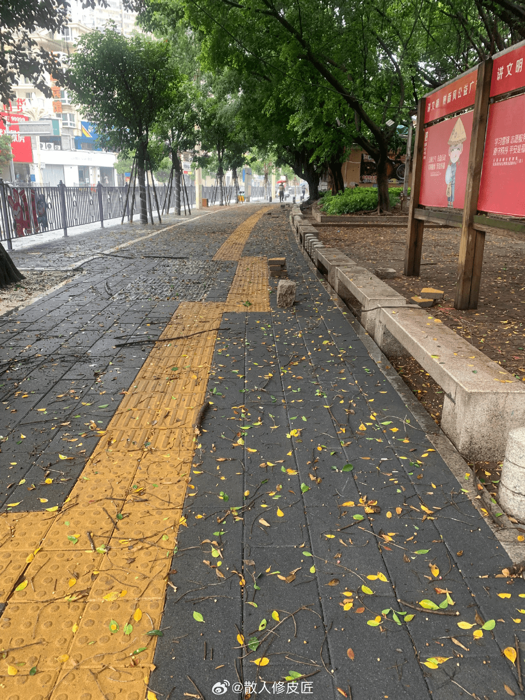 台风杜苏芮晋江沿海登陆，街头出现大量被吹下的树叶。