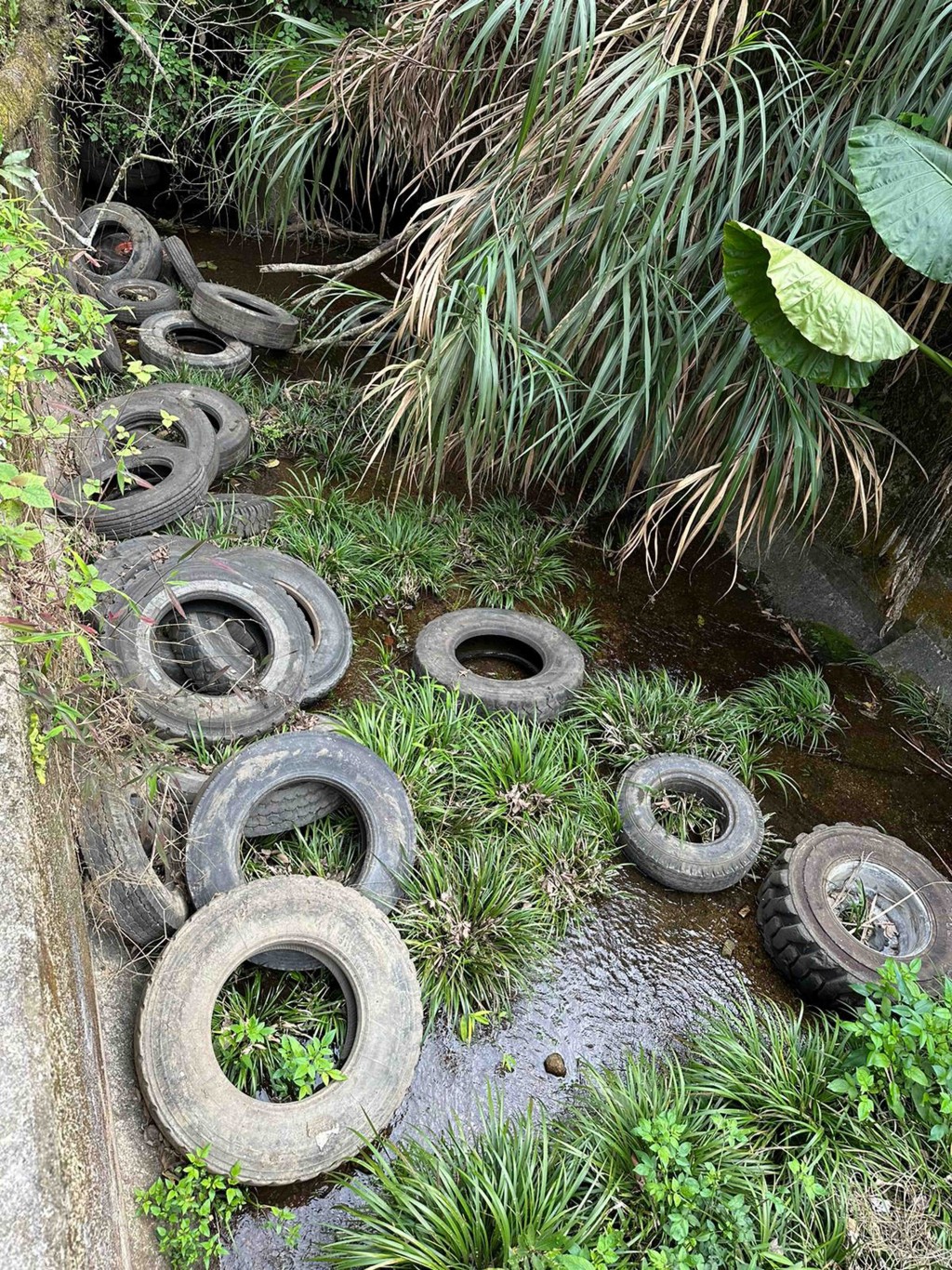 有人將大批廢棄車胎扔入大埔林村河上游，現場猶如「車胎墳場」。 李建人攝