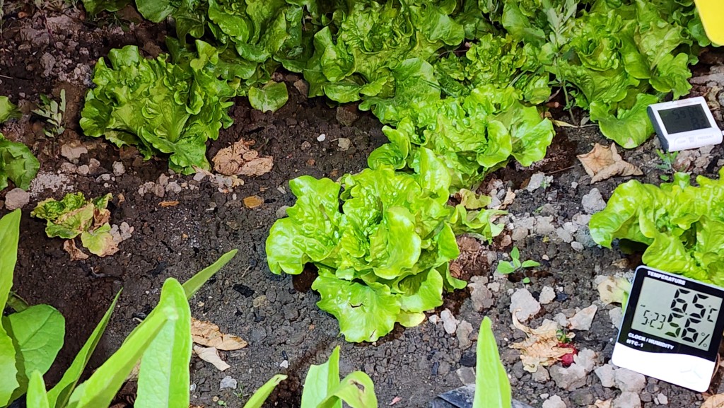 農田未見有結霜的情況。黎志偉攝