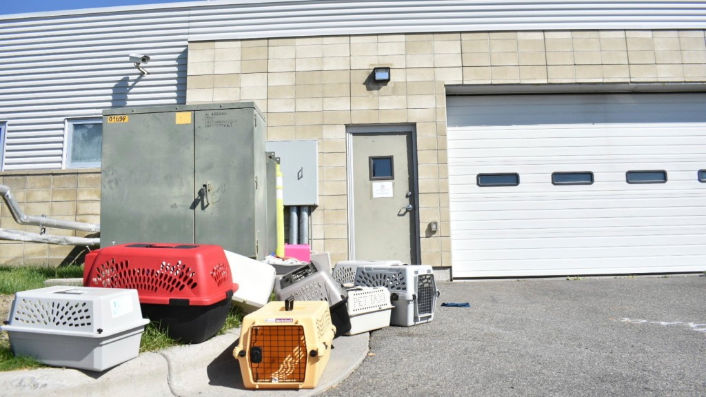 黃石谷動物收容所因冰毒煙霧事件急疏散貓狗。 美聯社