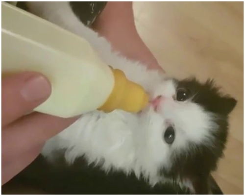 小貓取名Bobby。片段截圖