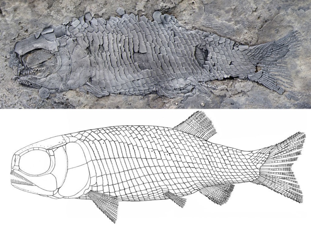 雲南羅平發現的「亞洲肋鱗裂齒魚」化石，也距今２億多年。