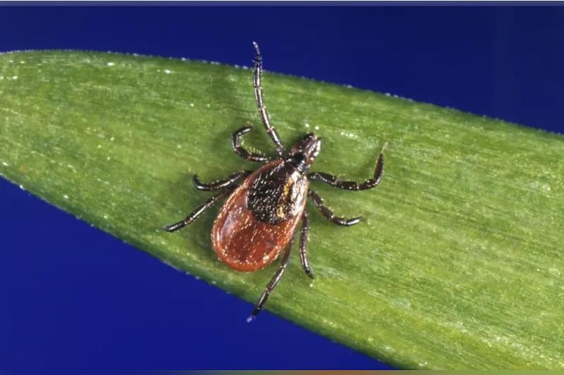 蜱蟲在日本境內通報病例創下新高。美聯社