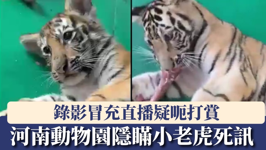 錄影冒充直播疑呃打賞，河南動物園隱瞞小老虎死訊。