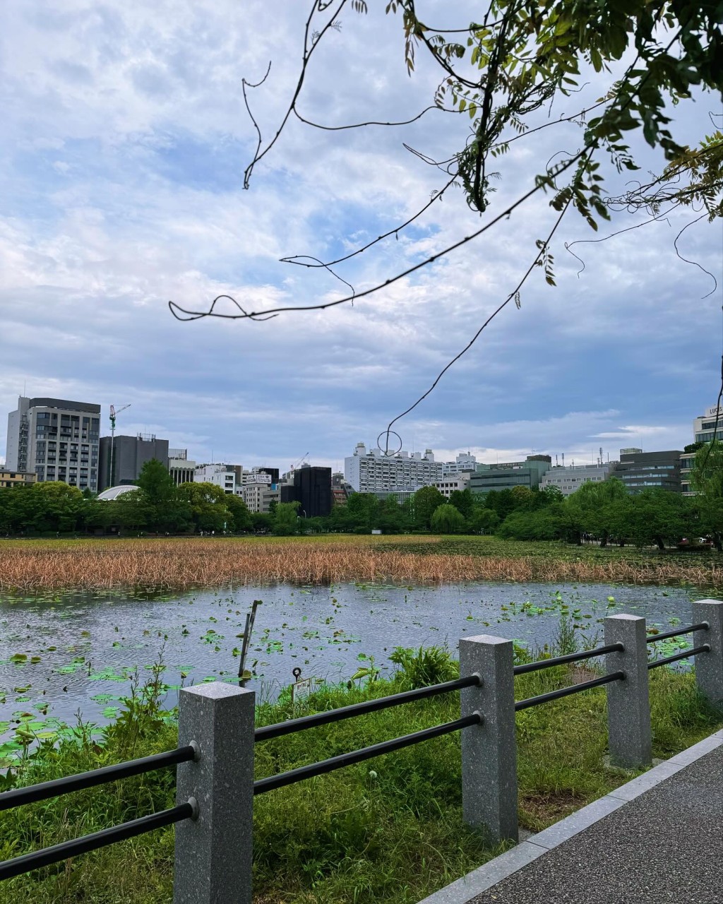 何超雲與未婚夫Douglas漫步上野公園。