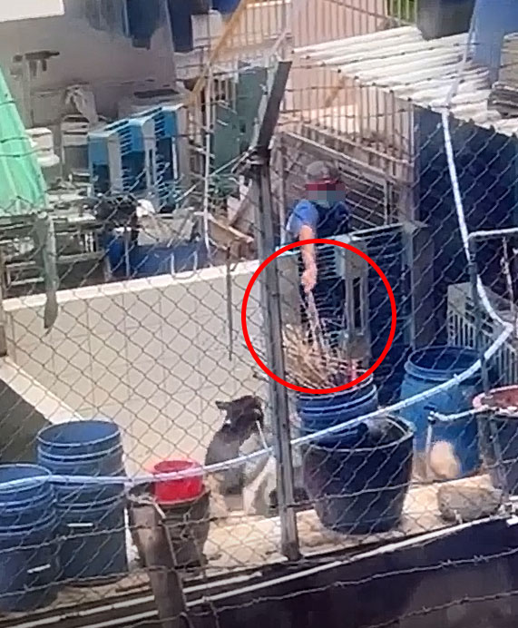 一名戴cap帽的人向狗狗揮棍。香港動物報圖片