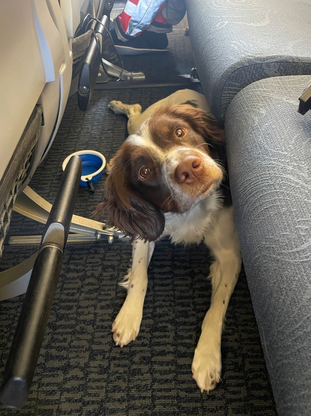 搜救犬Twix在航機上顯出可愛的神情。