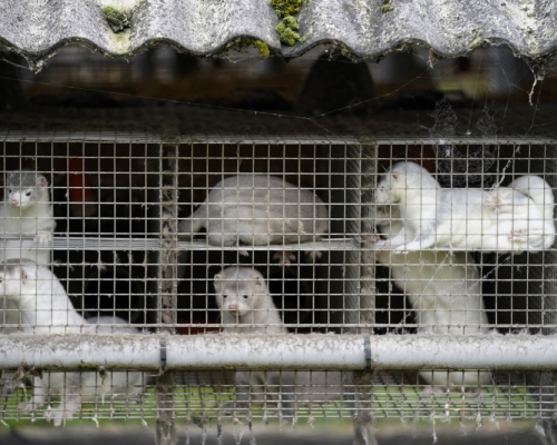 丹麥將捕殺所有水貂，因發現變種新冠病毒可傳人。AP圖片