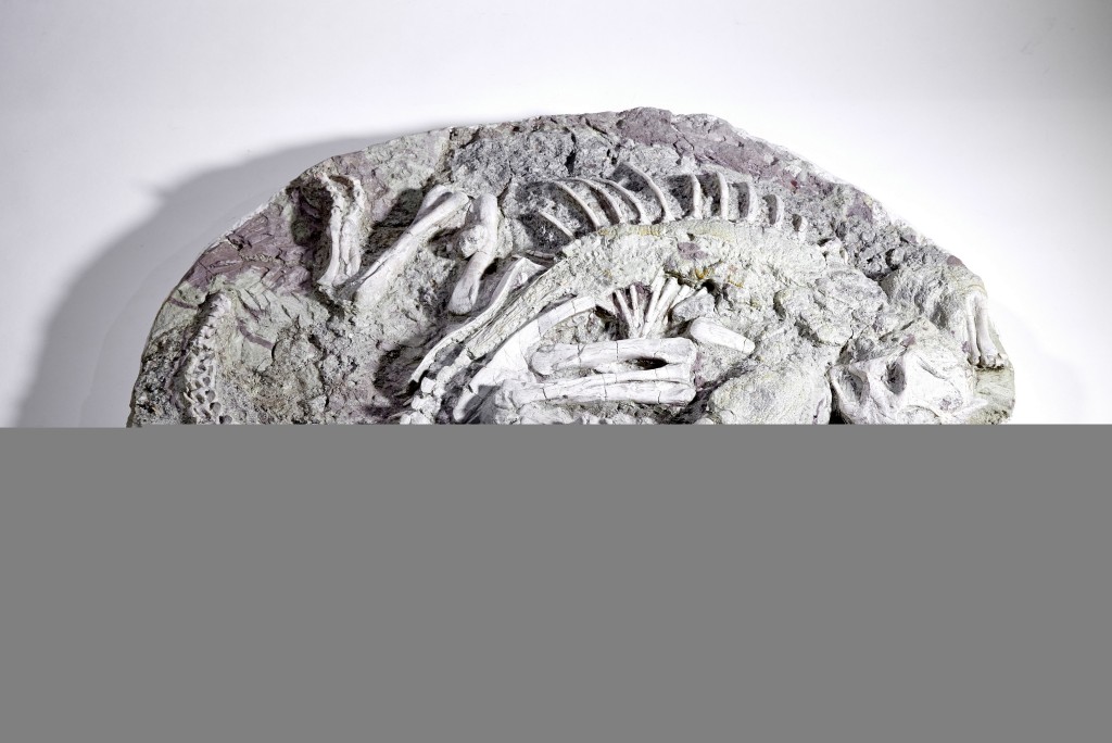 图示即将归还予国家自然博物馆的鹦鹉嘴龙木乃伊化石。