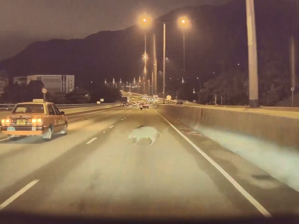 野豬火速衝過私家車的前方。