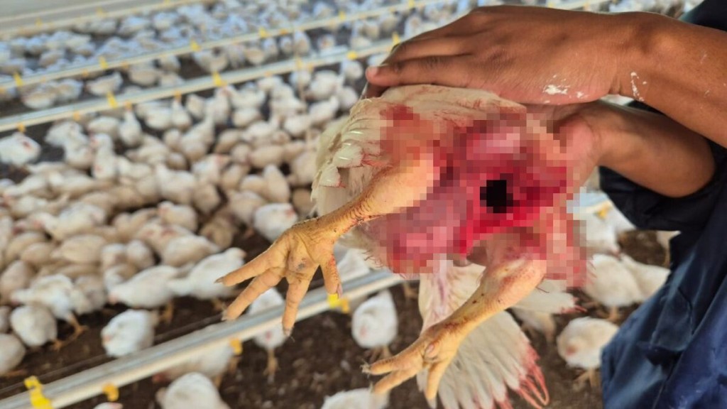 有雞隻被同類啃食。 NSPCA 有雞隻被同類啃食。 NSPCA