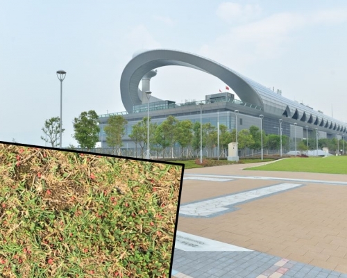 有狗主近日在社交網站發文,指在啟德跑道公園的草地發現大量紅色顆粒物體。網圖