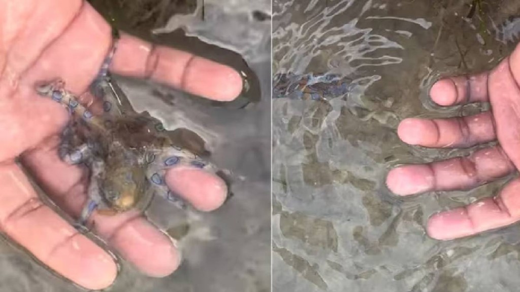 英遊客徒手抓住藍環八爪魚。@decanterman/Instagram