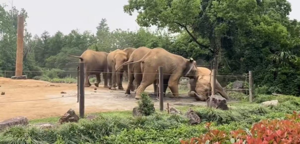 上海動物園大象遭同類集體霸凌。微博@滬語說唱Mrweezy