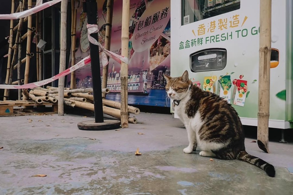 肥貓深受街坊喜愛。ig@npcat_at_pier 肥貓深受街坊喜愛。ig@npcat_at_pier
