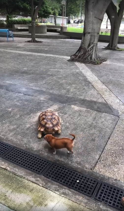 「Tai Po 大埔」圖片