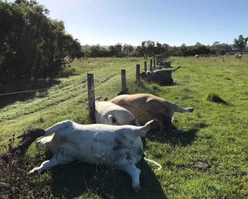 6只牛死时排成一列，而且全身发胀。 网图