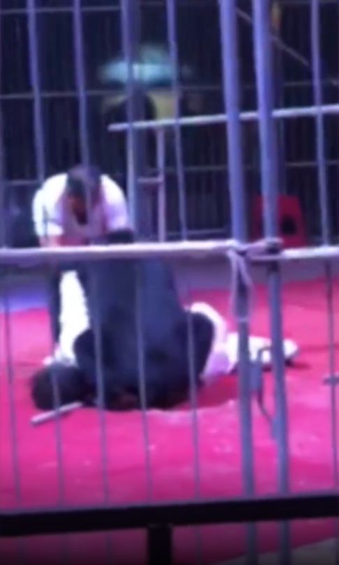 涉事黑熊在表演時突然撲向及撕咬馴獸師。影片截圖