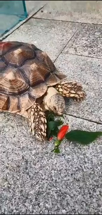 姚先生指失踪的盾臂龟，平日放在小食亭对开的花园饲养。姚先生提供