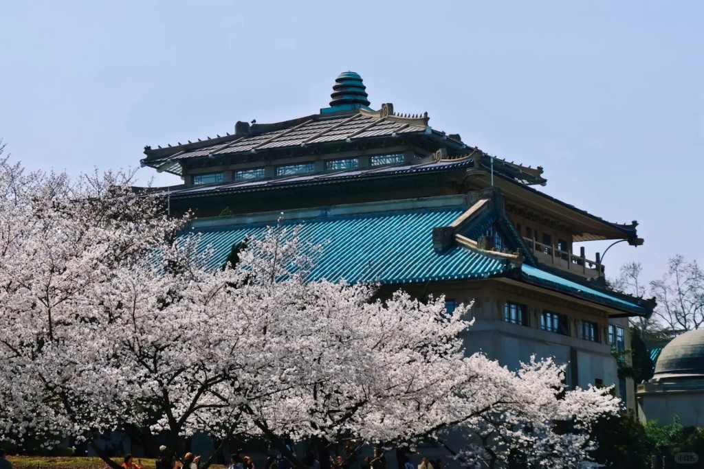 武漢大學的櫻花景色成為當地的旅遊招牌。小紅書