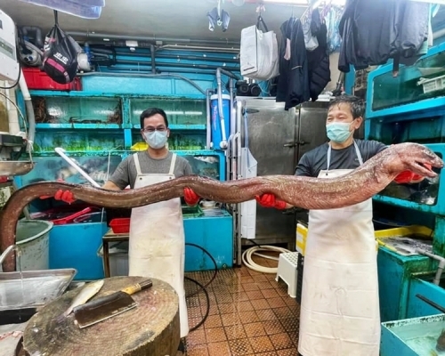 一條長11呎、重20斤的大油𩺬引起熱議。「香港街市魚類海鮮研究社」FB