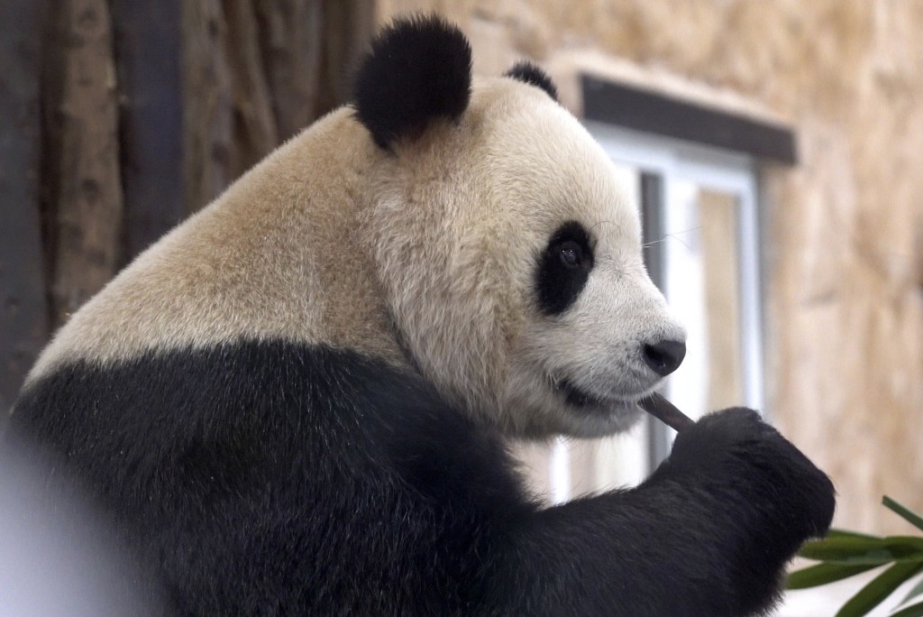 場館功能齊全，兩隻大熊貓目前分別擁有裝有冷氣的運動場、室內展廳、獨立的「臥室」。AP