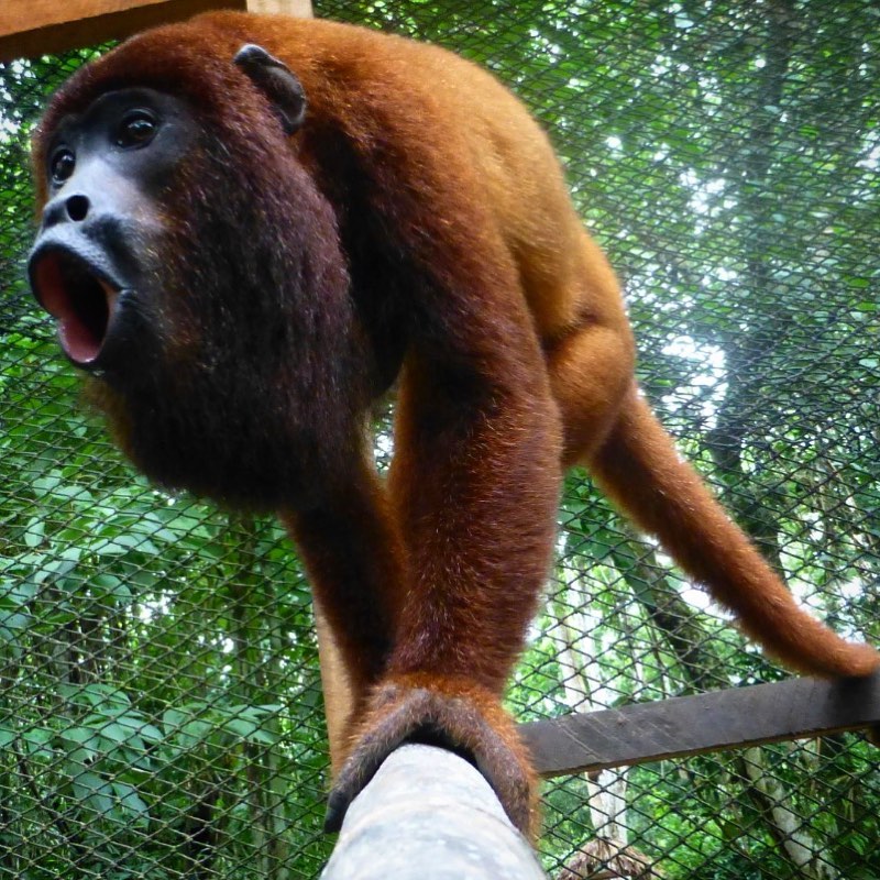 園方指,餘下的飼料只夠餵飼這些動物約2星期,坦言憂慮牠們之後的命運。Amazon Shelter fb圖