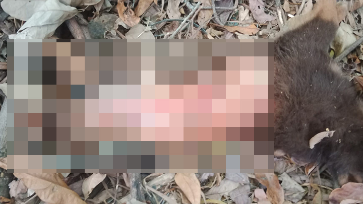 上葵涌村再有狗B疑遭劏肚挖内脏。网上图片