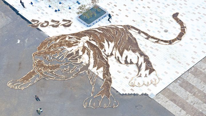 茨城县国营常陆海滨公园每年都会制作巨大干支画作，最新展示的便是来年的老虎图案。