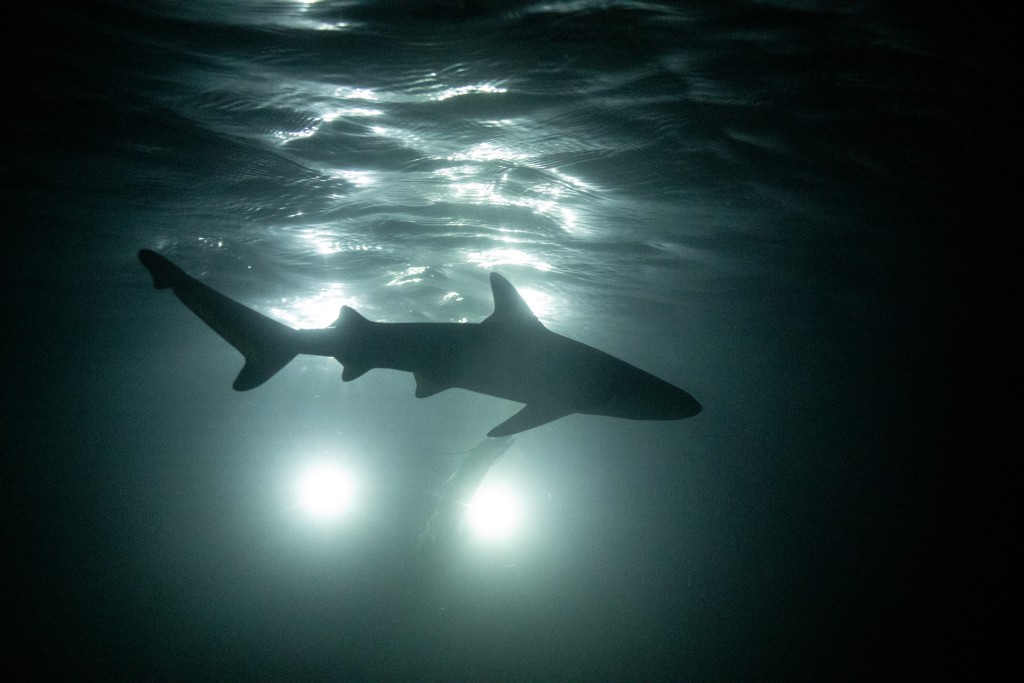 一只新生黑鳍礁鲨游过远端水下视讯站。（路透社）