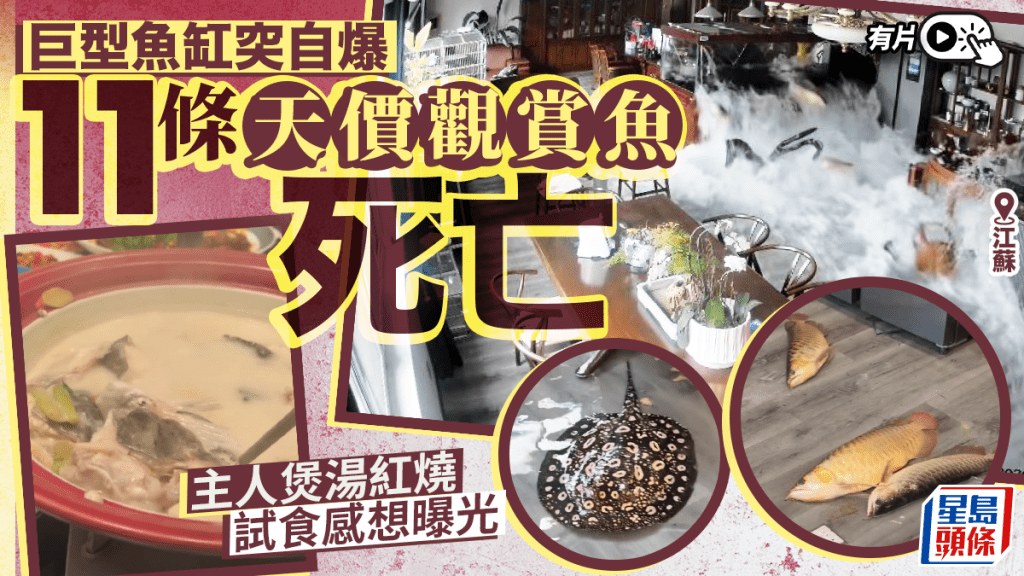 天價魚宴︱江蘇巨缸自爆近¥30萬觀賞魚死亡  主人煲湯紅燒話難食︱有片