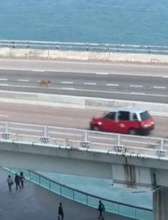 唐狗在東區走廊穿梭遊走。02.ryu.02/Threads影片截圖