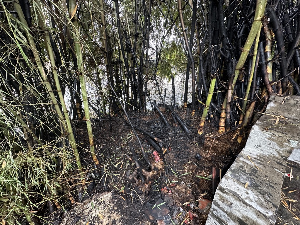 部分竹樹被焚毀。梁國峰攝