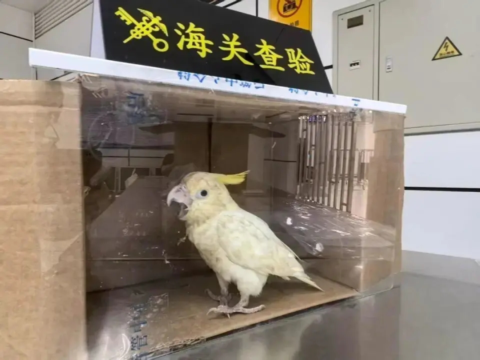 深圳湾男客棉手套内竟藏活体葵花凤头鹦鹉。 海关发布