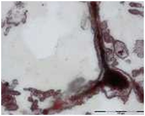 科学家指化石可能是一种37.7亿至42.8亿年前的细菌。