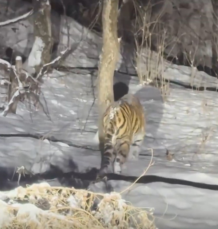 有民众在吉林雪山上发现东北虎。《新京报》