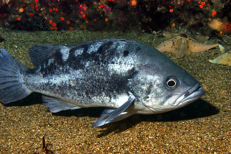 黑石斑魚。網圖