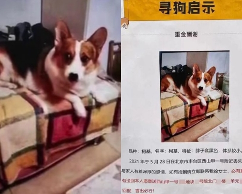 北京狗主徐女士心急尋回愛犬，未有發現尋犬啟事出錯，結果深夜仍收到數百通報料電話。影片截圖